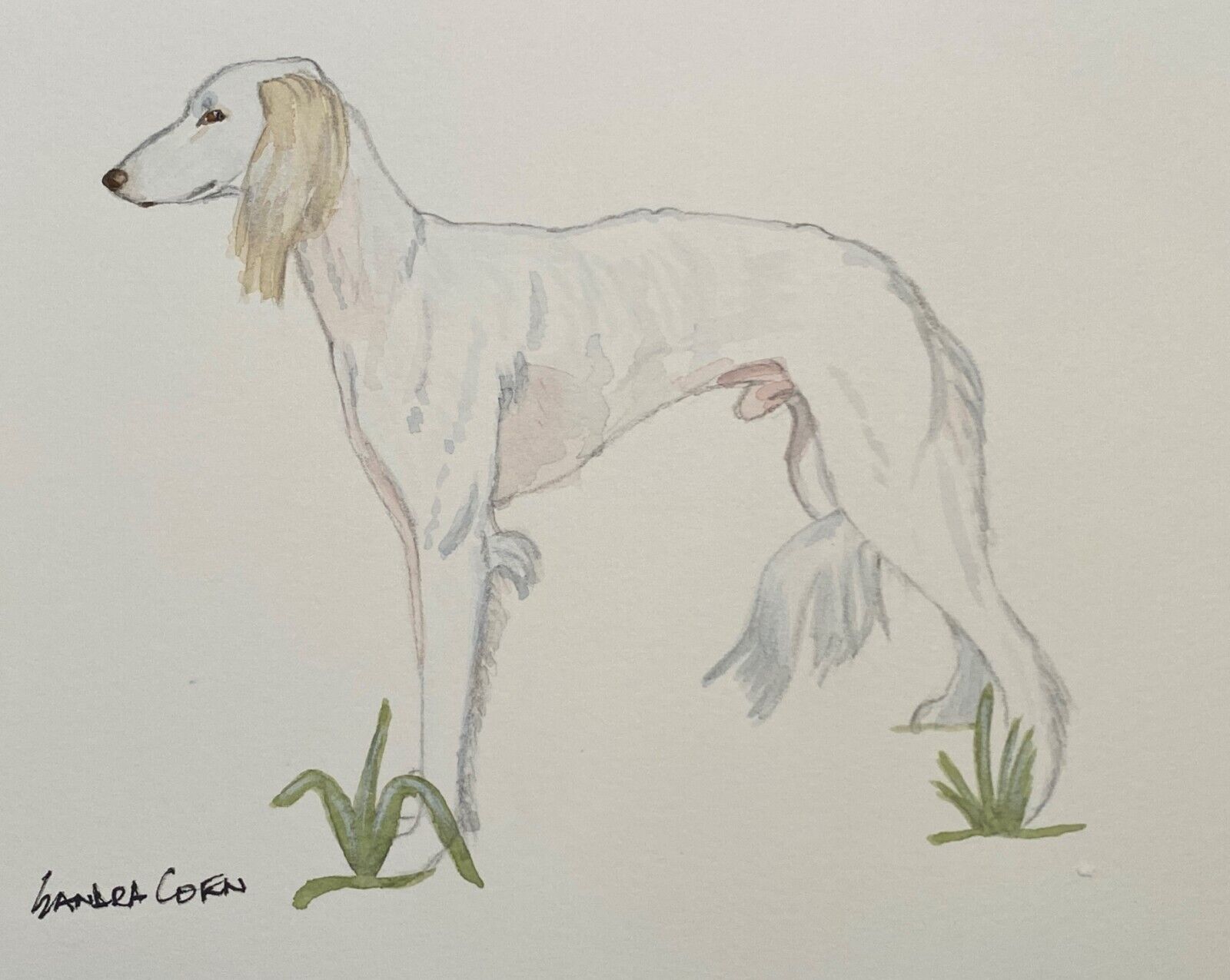 Saluki Original Watercolors By Sandra Coen  Standing Dog
