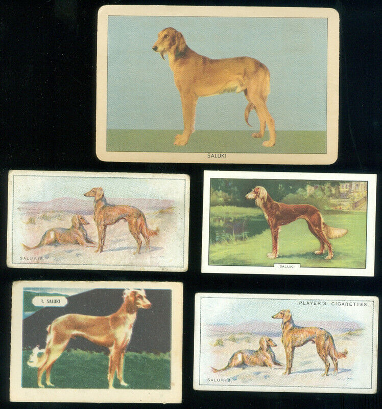 5 Dog Cards - Salukis
