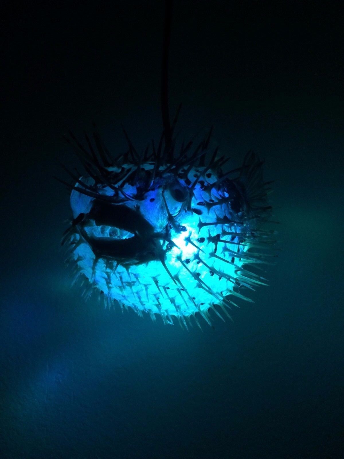 New 6"-7" Puffer Fish Lamp W/color Changing Led Light Tiki Bar Smokin Tikis Fx