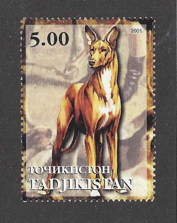 Dog Art Full Body Portrait Postage Stamp Pharaoh Hound Tadjikistan 2001 Mnh