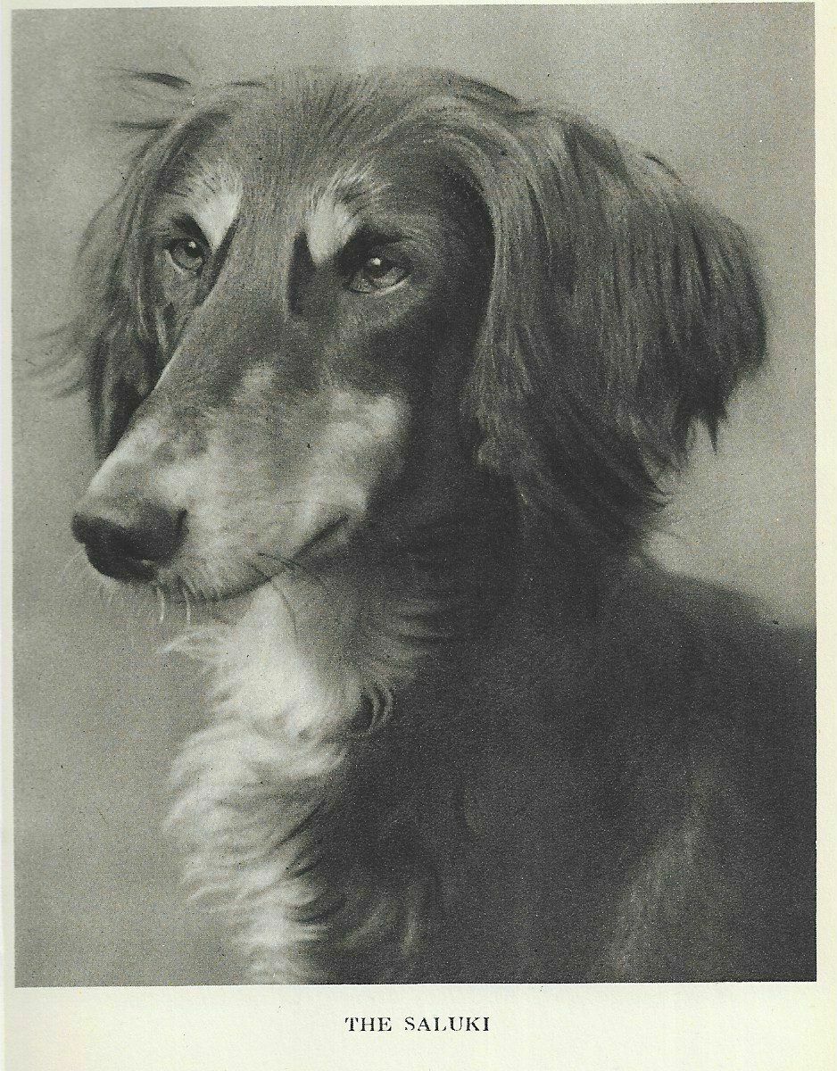 Saluki - 1931 Vintage Dog Art Print - Matted "p"