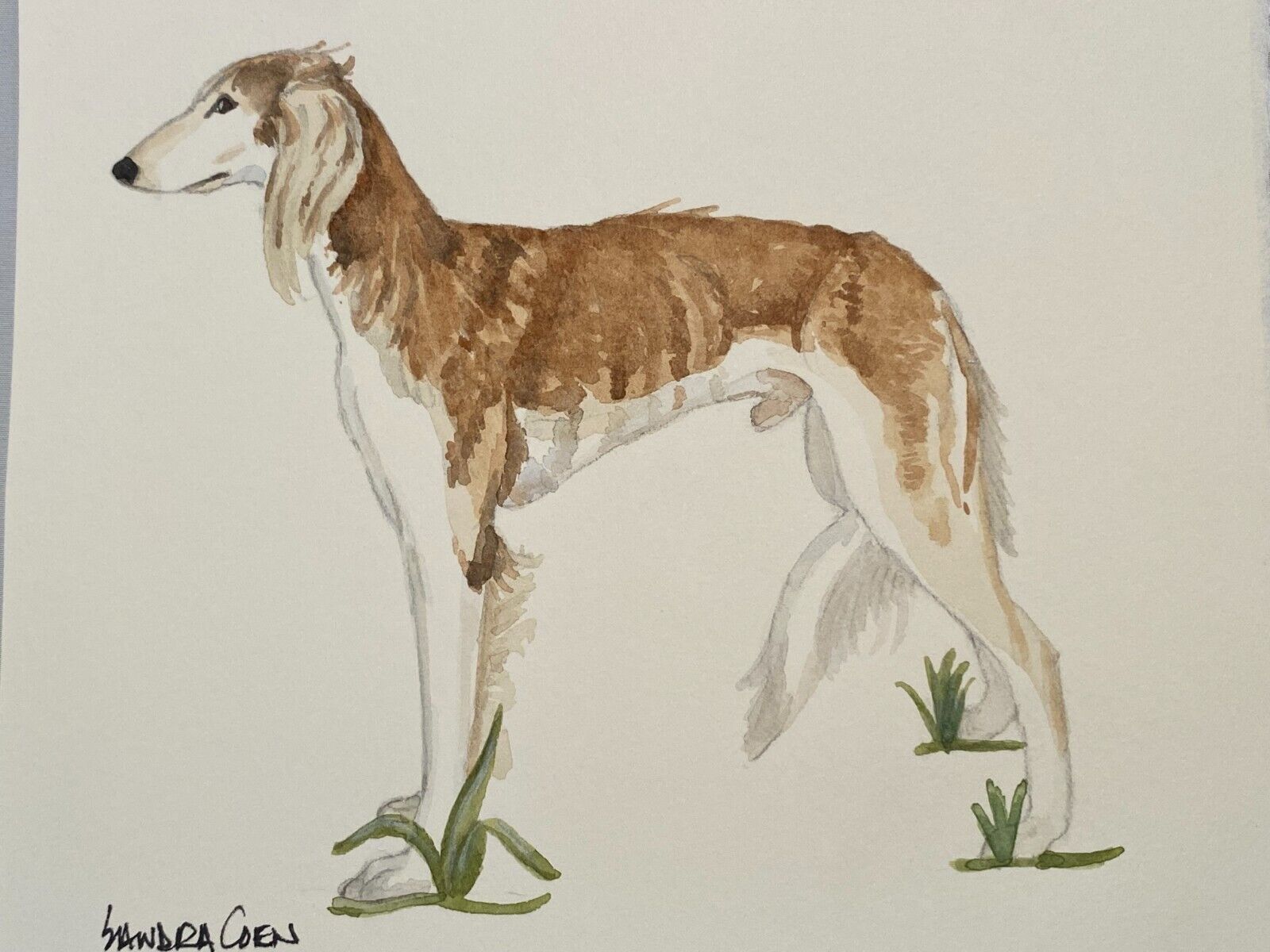 Saluki Original Watercolors By Sandra Coen Black  Standing In The Grass