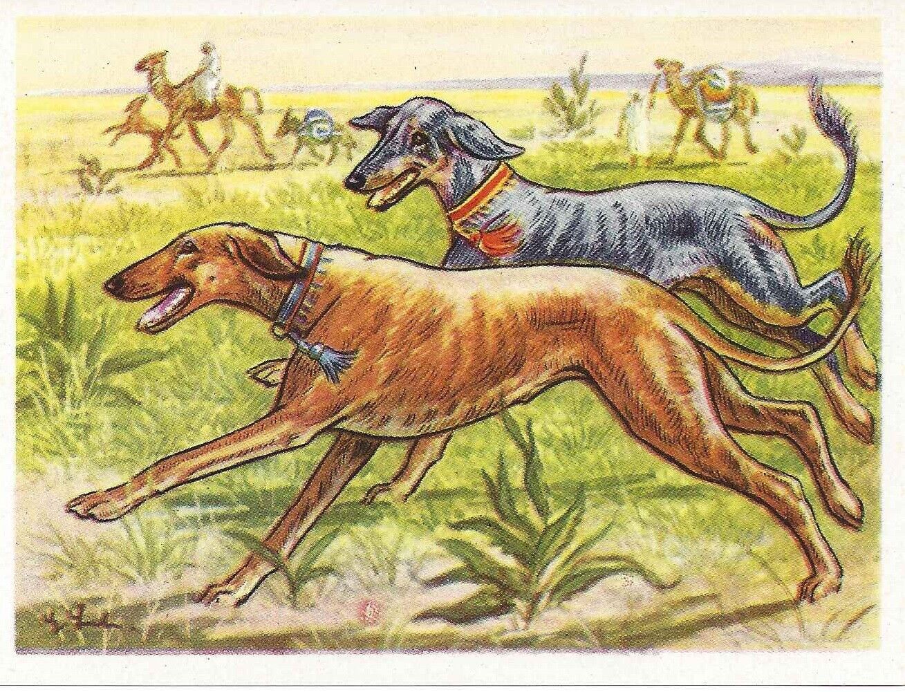Rare 1952 Dog Art Print Austria Tobacco Company Bildwerk Card Arabian Sloughi
