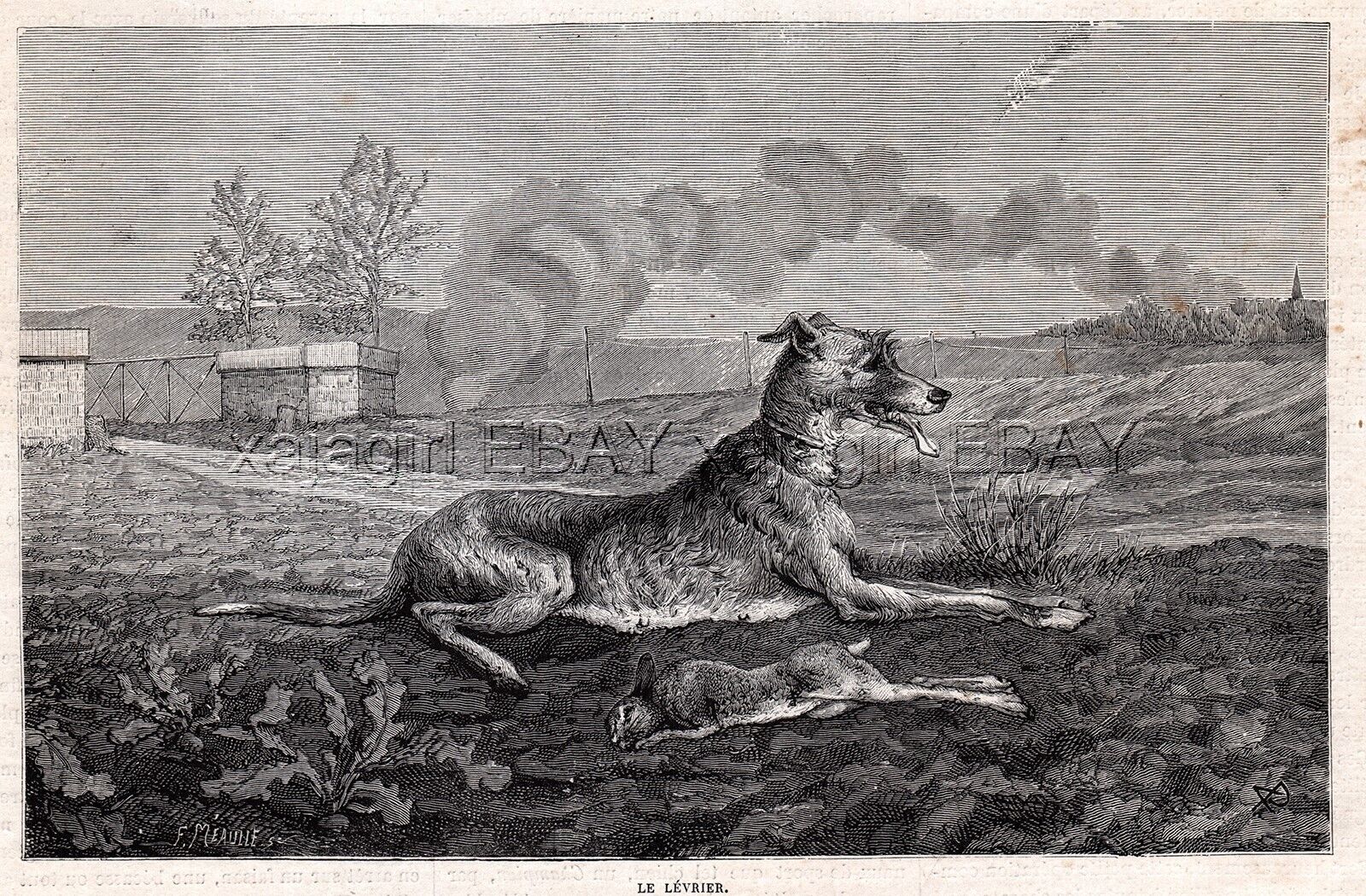 Dog Saluki Smooth-coated Gazelle Hound With Coursing Rabbit, 1880s Antique Print